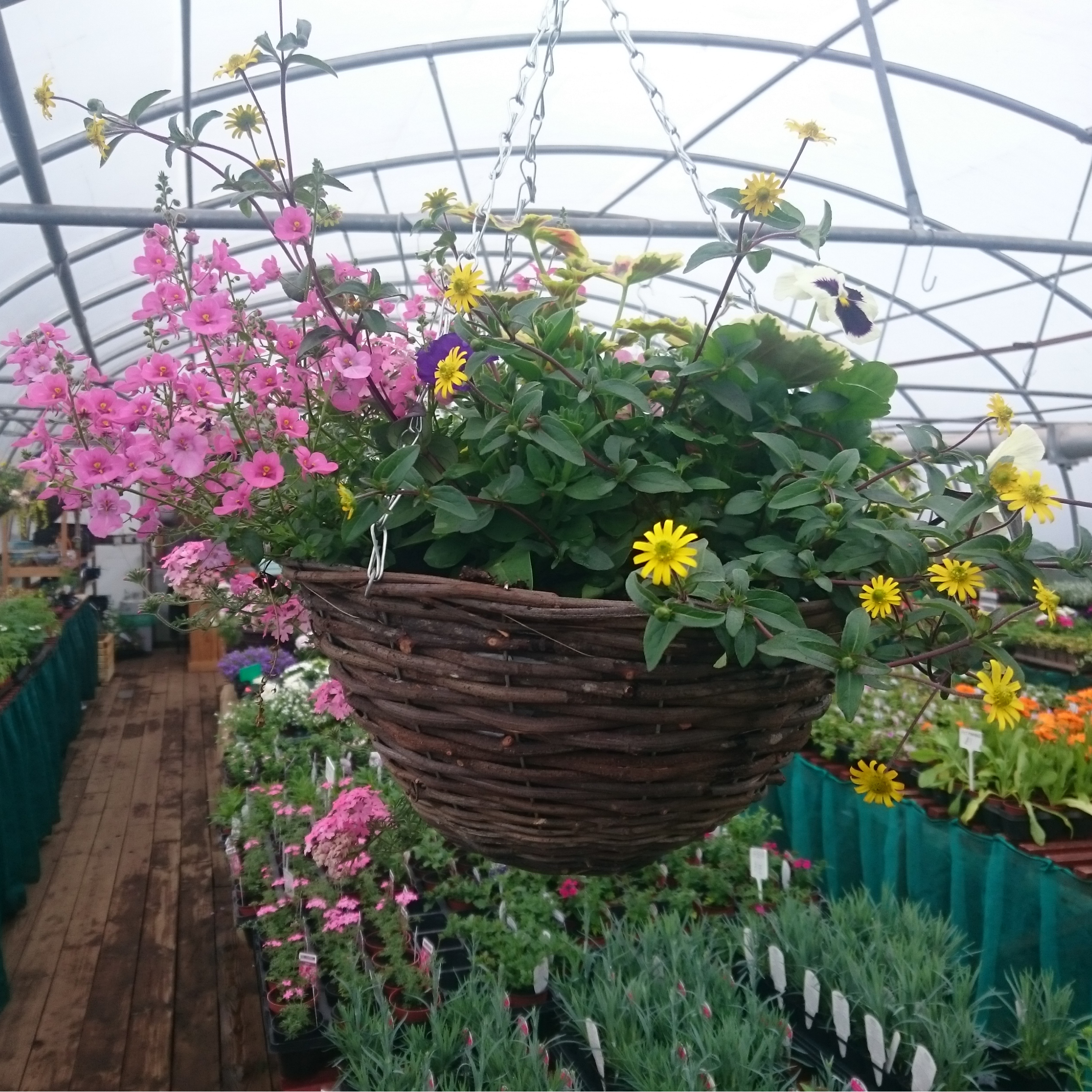 14" Wicker Hanging Basket