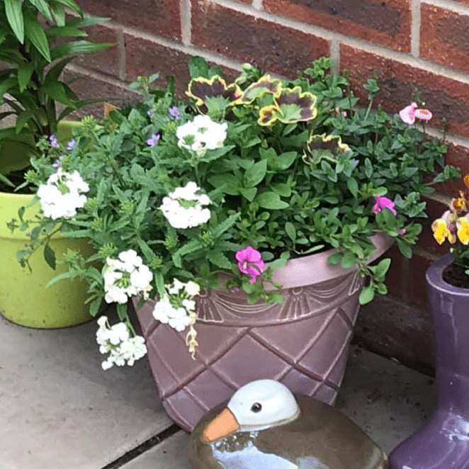 Large Filled Planters - Image 2