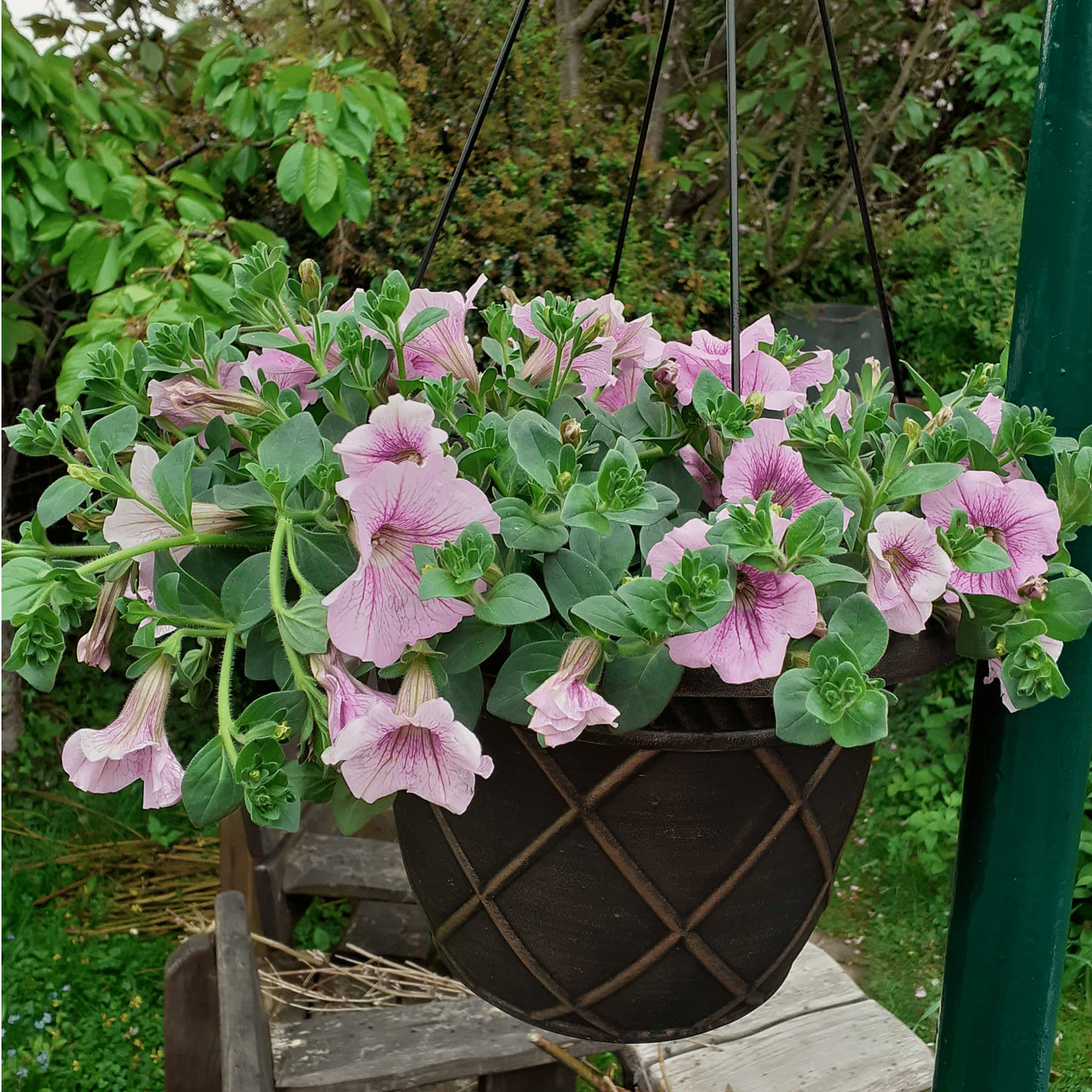 Trailing Surfinia Hanging Basket 7.5ltr