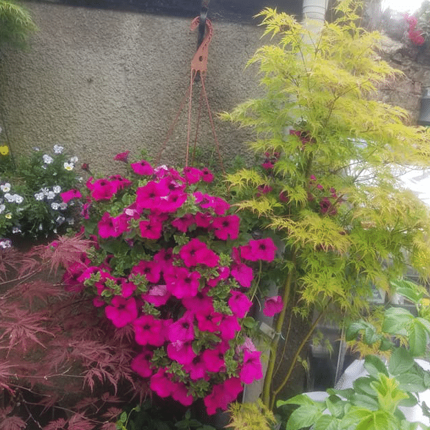 Trailing Surfinia Hanging Basket 7.5ltr - Image 2