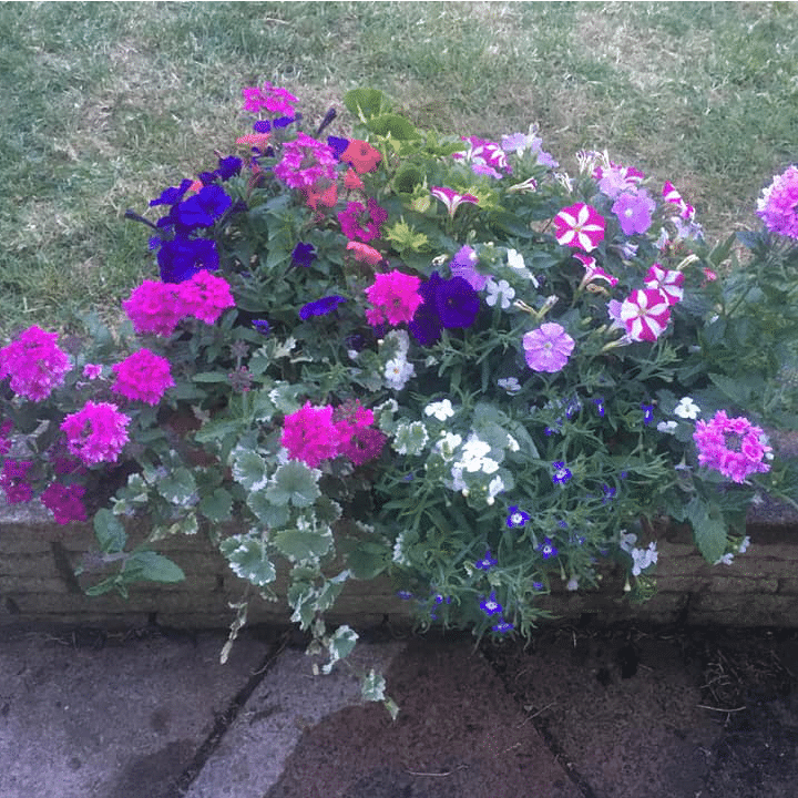 24" Filled Window Box | Rectangular Planter