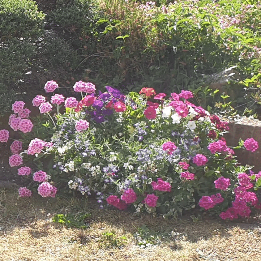 24" Filled Window Box | Rectangular Planter - Image 2