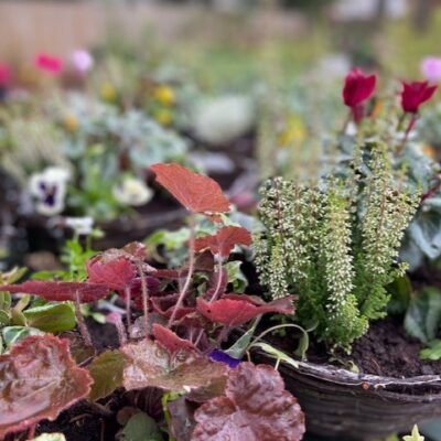 Pre-Order 14" Wicker Autumn Winter Hanging Basket