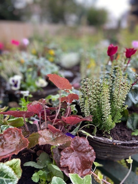 Pre-Order 14" Wicker Autumn Winter Hanging Basket